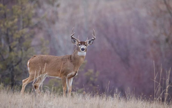 Hunting Season Begins But Where's the Ammo?