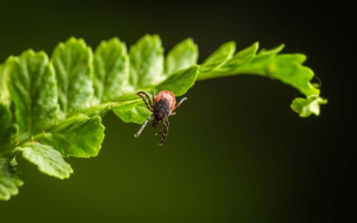 Hunting Tip: Keeping Ticks At Bay