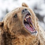 Safety Tips for Bear Country