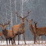 Picking Your Perfect Deer Hunting Rifle