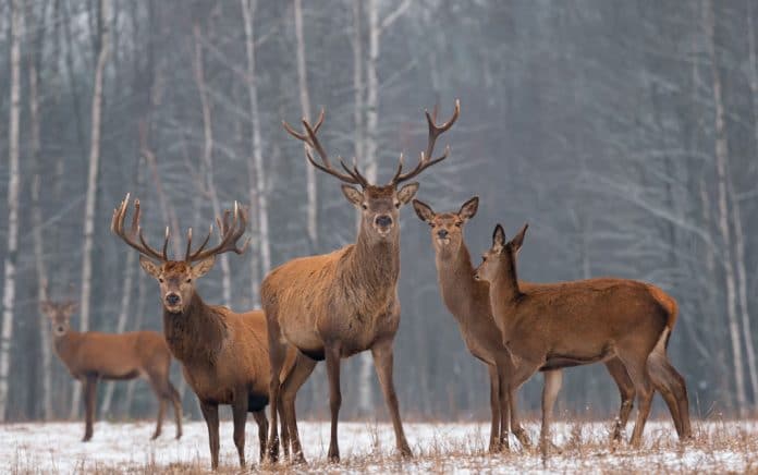 Picking Your Perfect Deer Hunting Rifle