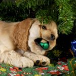 3 Dangers Pet Owners Need to Know Around the Holidays
