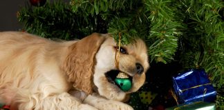 3 Dangers Pet Owners Need to Know Around the Holidays