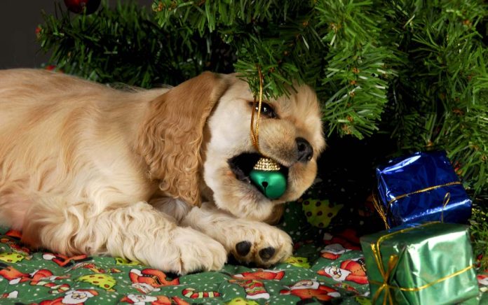 3 Dangers Pet Owners Need to Know Around the Holidays