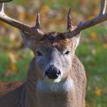 Hunting Tips for End of Season Whitetails
