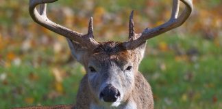 Hunting Tips for End of Season Whitetails