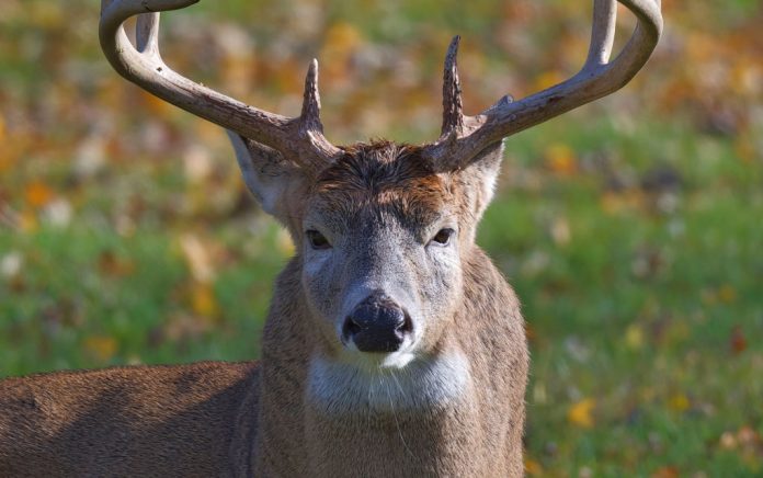 Hunting Tips for End of Season Whitetails
