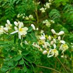 Moringa Trees — The Tree of Life