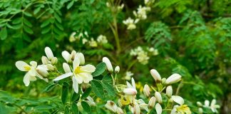 Moringa Trees — The Tree of Life