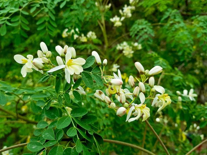 Moringa Trees — The Tree of Life