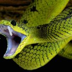 Do's & Don'ts of Treating a Snake Bite