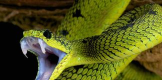 Do's & Don'ts of Treating a Snake Bite