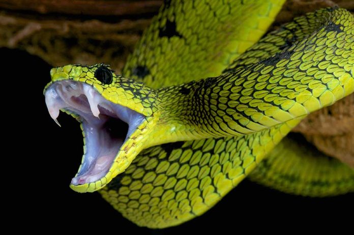 Do's & Don'ts of Treating a Snake Bite