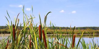 Cattails: Essential Survival Item