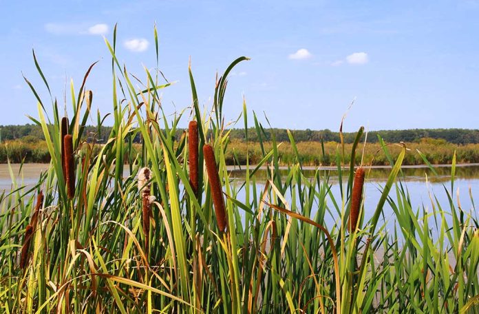 Cattails: Essential Survival Item