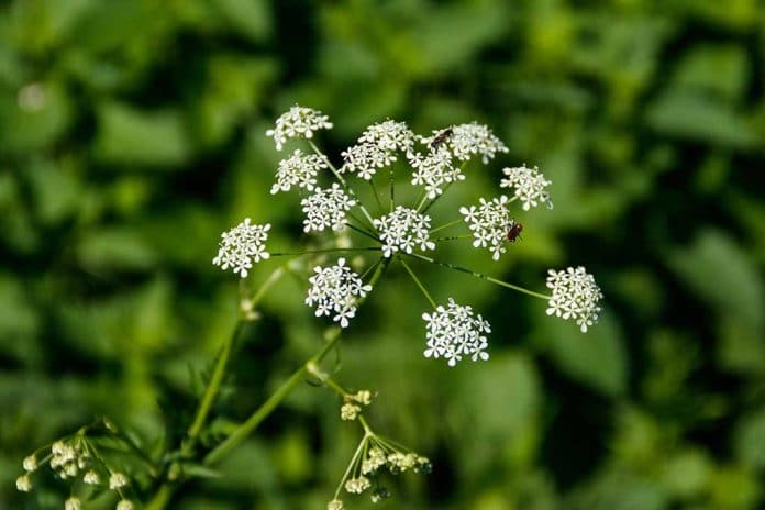 This Is the Most DANGEROUS Plant in North America