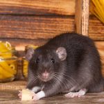 E-"rat"-icating Pests From Your Survival Supply