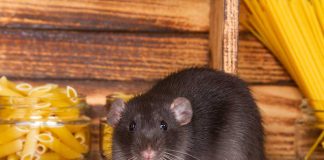 E-"rat"-icating Pests From Your Survival Supply