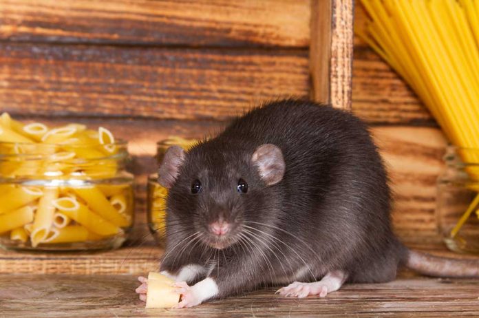 E-"rat"-icating Pests From Your Survival Supply