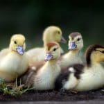 Raising-Healthy-Ducklings-101