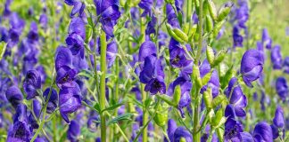 Such Pretty Plants --- Pretty Poisonous, That Is!