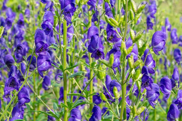 Such Pretty Plants --- Pretty Poisonous, That Is!