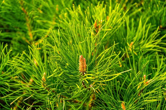 7 Surprising Uses for Saplings