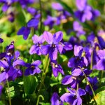 Sweet Violets Amazing Survival Uses