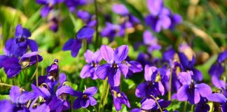 Sweet Violets Amazing Survival Uses