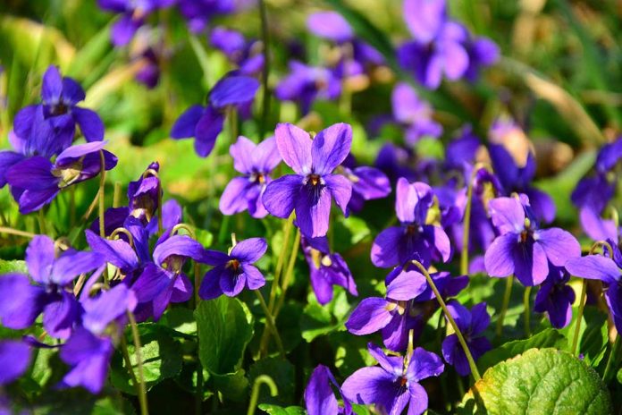 Sweet Violets Amazing Survival Uses