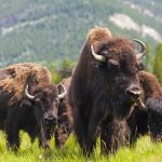 Why You Should Never Approach a Bison
