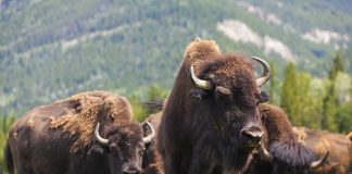 Why You Should Never Approach a Bison