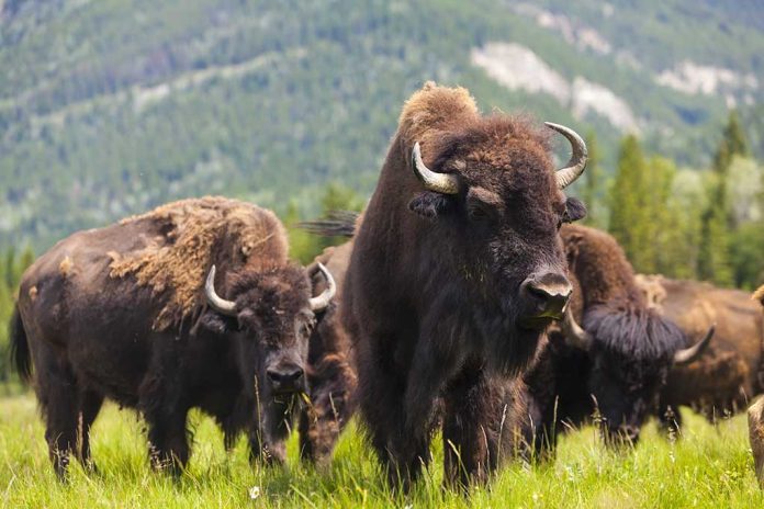 Why You Should Never Approach a Bison