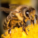 Bee Safety in the Great Outdoors