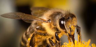 Bee Safety in the Great Outdoors