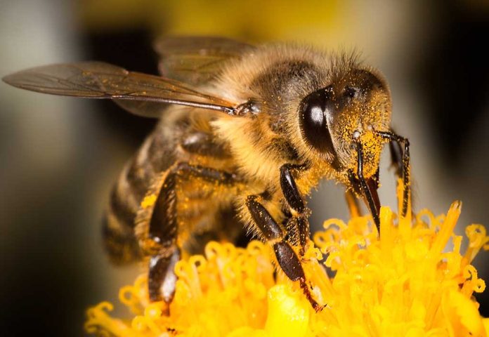 Bee Safety in the Great Outdoors