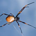 Dangerous Creepy-Crawlies You Should Avoid