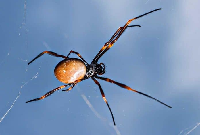 Dangerous Creepy-Crawlies You Should Avoid