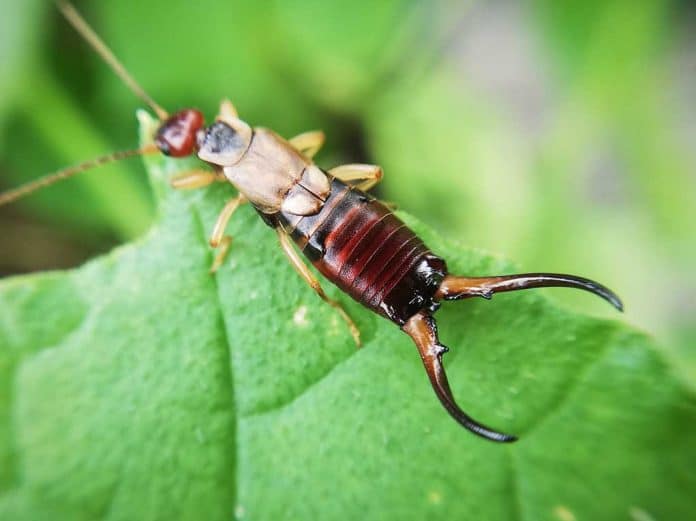 5 Common Pests and Natural Ways to Get Rid of Them