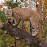 Staying Safe When Facing a Mountain Lion