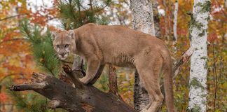 Staying Safe When Facing a Mountain Lion