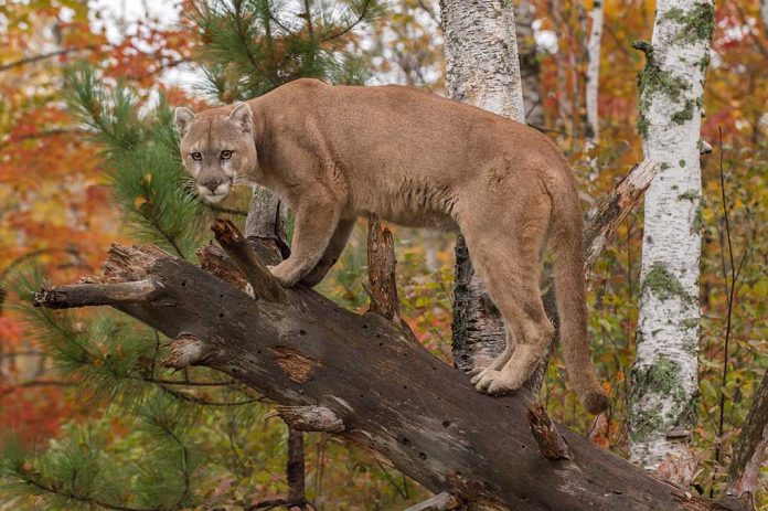 Staying Safe When Facing a Mountain Lion