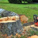 Guide to Safe Tree Felling