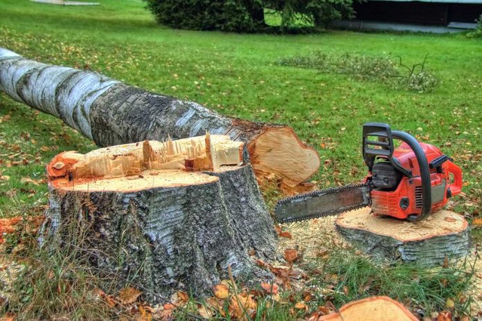 Guide to Safe Tree Felling