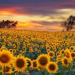 Sunflower Secrets That Can Save Lives