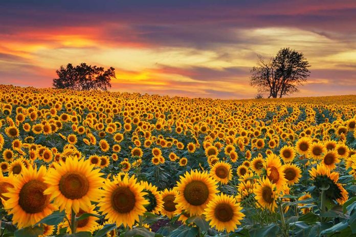 Sunflower Secrets That Can Save Lives